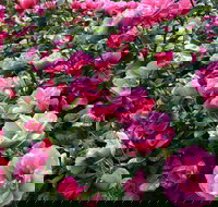 2020 Woolmers Estate Festival of Roses - Accommodation VIC