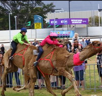 Camel Races at Gosford Showgrounds - Accommodation VIC
