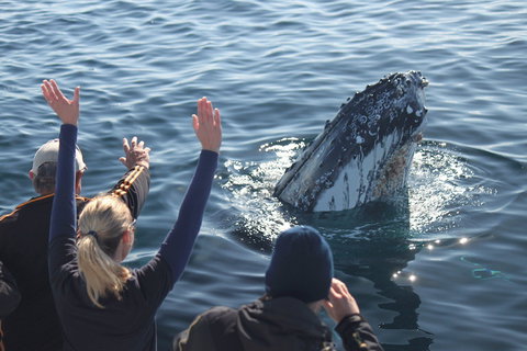 Eden Whale Festival - Accommodation VIC 0