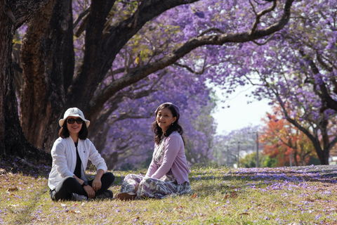 Grafton Jacaranda Festival - Accommodation VIC 1