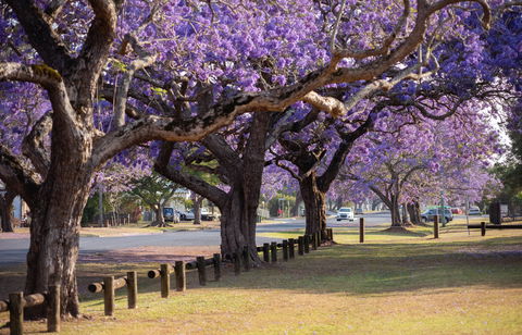 Grafton Jacaranda Festival - Accommodation VIC 2