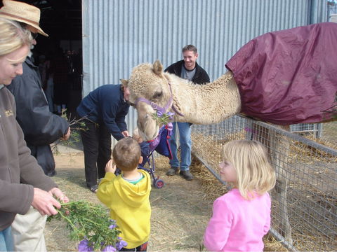 Wangaratta Show - Accommodation VIC 1
