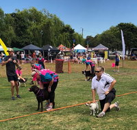 Dogs In the Park NSW St Ives - Accommodation VIC