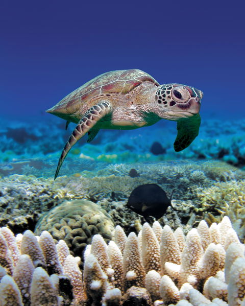 Great Adventures Green Island Ocean Swim - Accommodation VIC 2