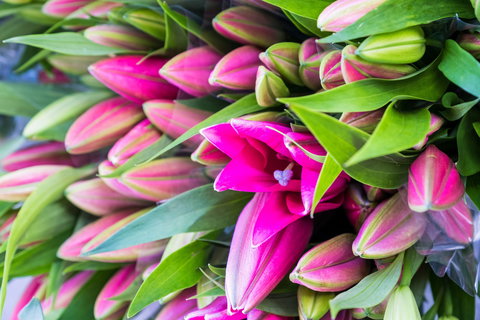 Harvest Launceston Community Farmers' Market - Accommodation VIC 0