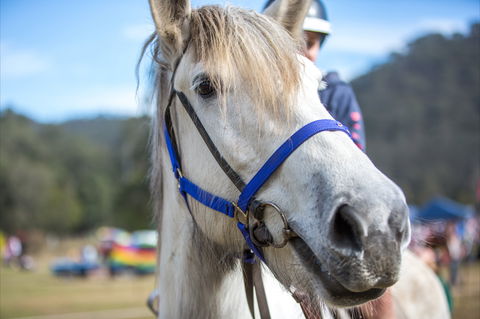 Horses Birthday Festival - Accommodation VIC 1