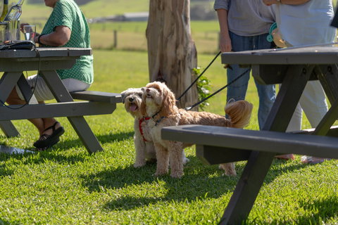 Live Music Sundays At Mountain Ridge Wines - Accommodation VIC 1