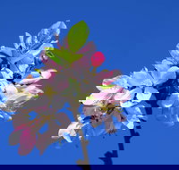 Spring time at Hunter Valley Gardens - Accommodation VIC