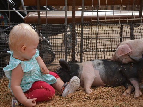 The Gunnedah Show - Accommodation VIC 1