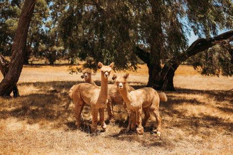 Margaret River Holiday Cottages - Accommodation VIC 5