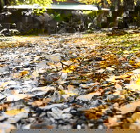 Cradle Forest Inn - Accommodation VIC