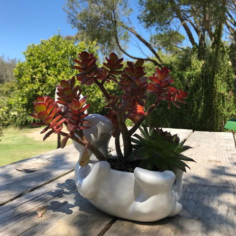 The Fingal Farm - Accommodation VIC 3