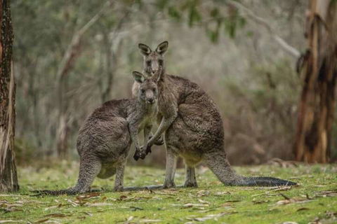 Yarrangobilly Caves House - Accommodation VIC 7