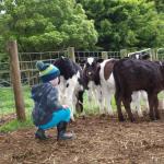 Manderley Park Farmstay B & B - Accommodation VIC 0