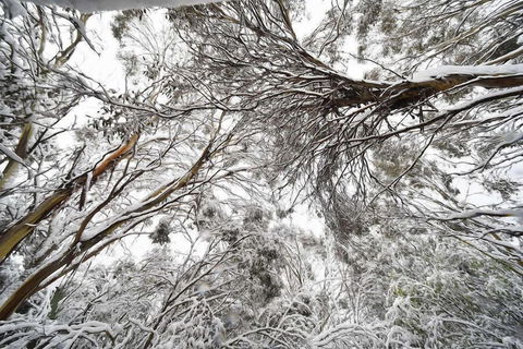 Powder 2a - Accommodation VIC 0