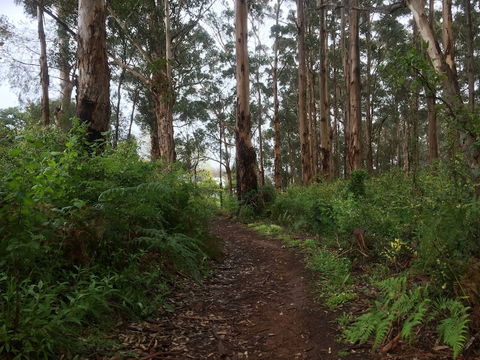 Margarets Forest - Accommodation VIC 3