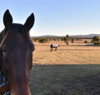 Clydesdale Cottage on Talga with real Clydesdale Horses - Accommodation VIC