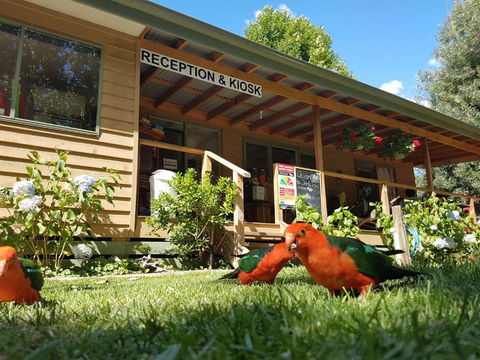 Jamieson Caravan Park - Accommodation VIC 4