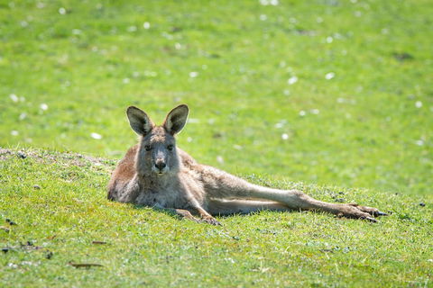 Halls Gap Motel - Accommodation VIC 5