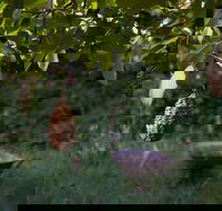 Little Wombat - Accommodation VIC