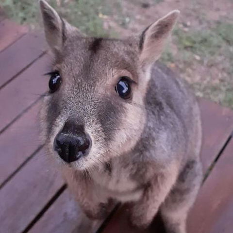 Camp Kanga - Accommodation VIC 6