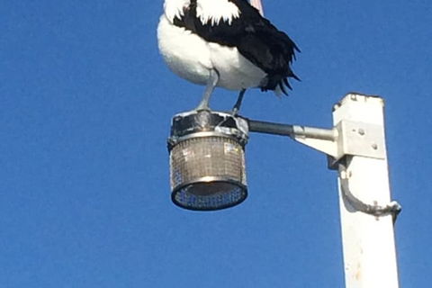 Sanctuary Lakes Fauna Retreat - Accommodation VIC 3