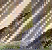 Bella Wind Bed  Breakfast - Accommodation VIC