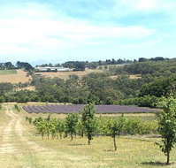 Main Ridge Harvest - Accommodation VIC
