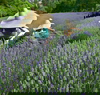 Lavandula Swiss Italian Farm - Accommodation VIC