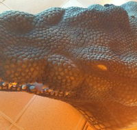 Outback Jack's Bar  Grill - Accommodation VIC