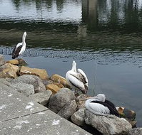 Saltwater Seafoods - Accommodation VIC