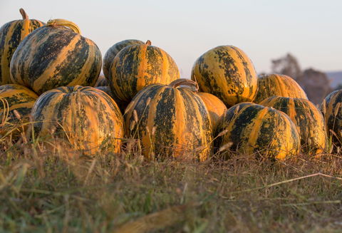 Australian Pumpkin Seed Company - Accommodation VIC 0