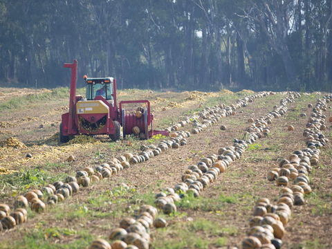 Australian Pumpkin Seed Company - Accommodation VIC 2