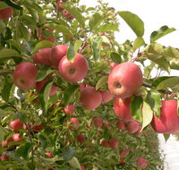 Staples Apples - Accommodation VIC