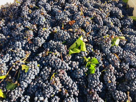 Norton Road Wines - Accommodation VIC 2