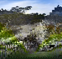 Mount Majura Vineyard - Accommodation VIC