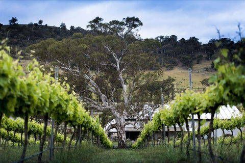 Mount Majura Vineyard - Accommodation VIC 0