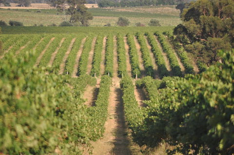 John Gehrig Wines Rutherglen - Accommodation VIC 2