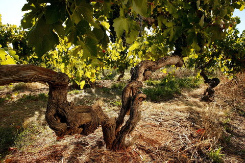 Baileys Of Glenrowan - Accommodation VIC 1