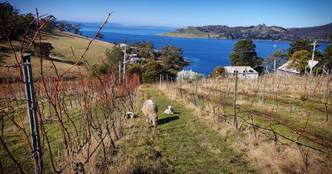 Anim Wine - Accommodation VIC 1