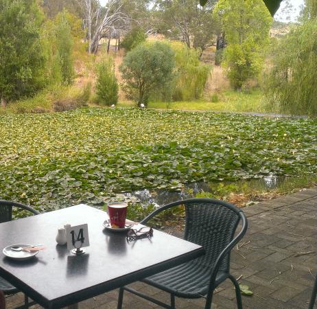 Avocados - Accommodation VIC 0