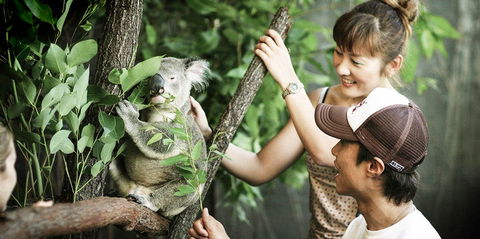 Pullman Reef Hotel Casino - Accommodation VIC 14