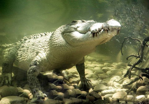 Pullman Reef Hotel Casino - Accommodation VIC 17