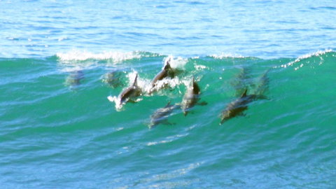 Mollymook Beach Waterfront - Accommodation VIC 4
