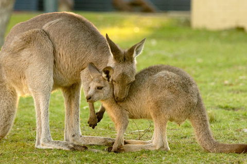 BIG4 Tasman Holiday Parks - Racecourse Beach - Accommodation VIC 39