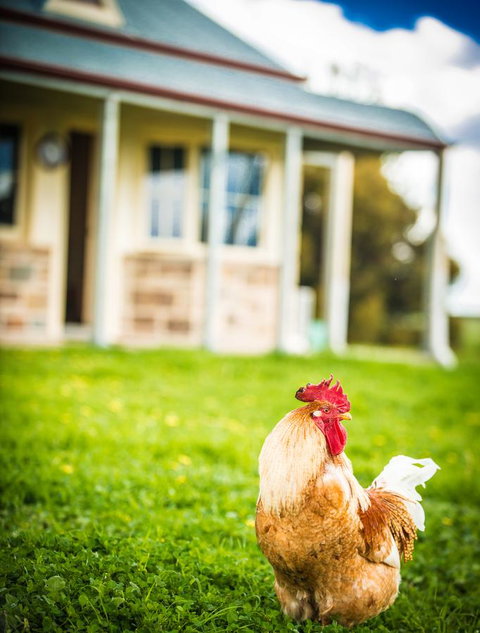 Barossa Vineyard Cottages - Accommodation VIC 39