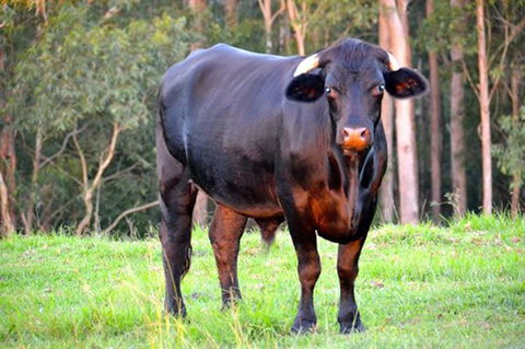 SummerHills Retreat Byron Bay - Accommodation VIC 38