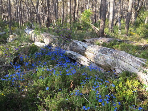 Simala Retreat - Accommodation VIC 1