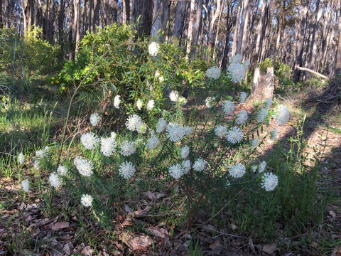 Simala Retreat - Accommodation VIC 2