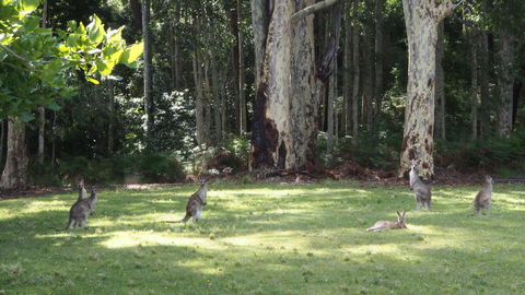Bundle Hill Cottages - Accommodation VIC 15